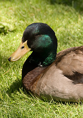 Image showing Mallard Duck