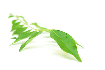 Image showing Bunch of curry leaves 