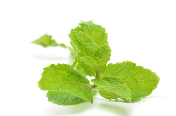 Image showing Fresh mint leaves