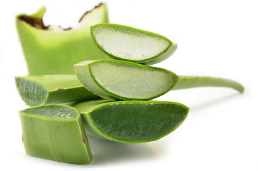 Image showing Aloe vera fresh leaf isolated