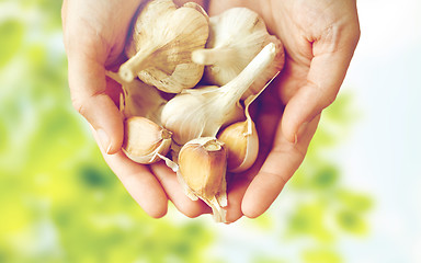 Image showing female hands holding garlic