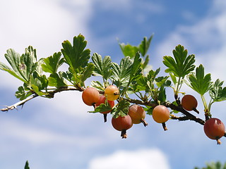 Image showing gooseberries