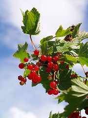 Image showing red currant