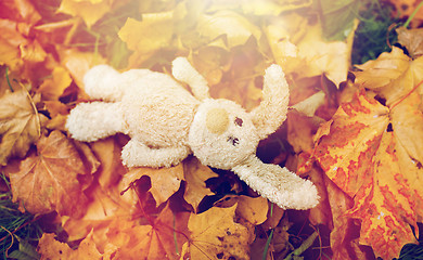 Image showing toy rabbit in fallen autumn leaves