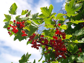 Image showing red currant berries