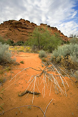 Image showing Looking into the Redrocks in Snow Canyon - Utah