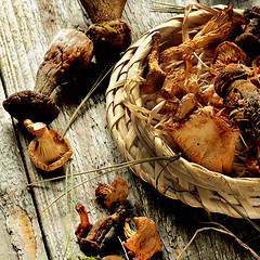 Image showing Arrangement of Dried Mushrooms