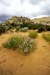 Image showing Snow Canyon - Utah