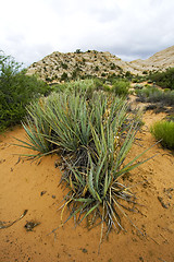 Image showing Snow Canyon - Utah