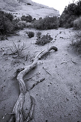 Image showing Path to Sand Dunes in Snow Canyon - Utah