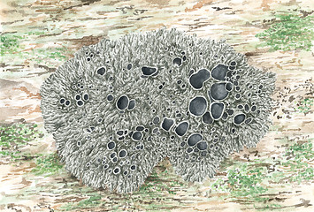 Image showing Drawing of a lichen Xanthoparmelia conspersa (Peppered rock-shie