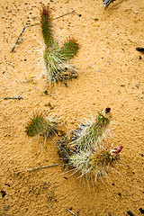 Image showing Close up to Small Cactus in Snow Canyon - Utah