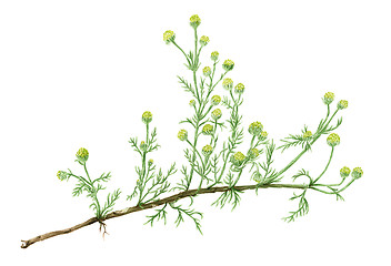 Image showing Drawing of a Pineapple weed (Matricaria discoidea) plant