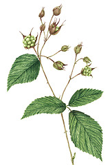 Image showing Drawing of a Blackberry (Rubus plicatus) twig