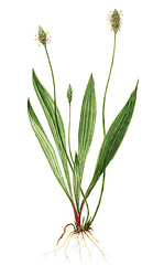 Image showing Drawing of a English plantain (Plantago lanceolata) plant