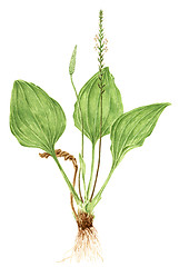 Image showing Drawing of a Broadleaf plantain (Plantago major) plant