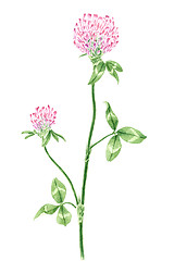 Image showing Drawing of a Red clover (Trifolium pratense) twig