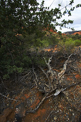 Image showing Snow Canyon - Utah