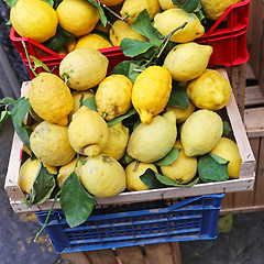 Image showing Lemons