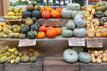 Image showing Squashes and pumpkins