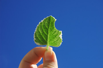 Image showing Varigated Cuban Oregano Leaf Held Against Sky