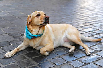 Image showing Labrador Retriever