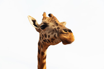 Image showing close up of giraffe head