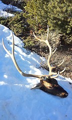 Image showing Elk hunted and killed.