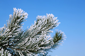 Image showing branch of fir tree in hoarfrost