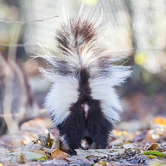 Image showing Skunk (Mephitis mephitis) in winter