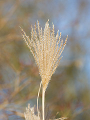 Image showing Natural background of yellow reeds