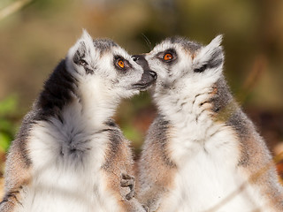 Image showing Ring-tailed lemur (Lemur catta), couple