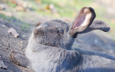 Image showing Purebred rabbit Belgian Giant resting outside in the sun