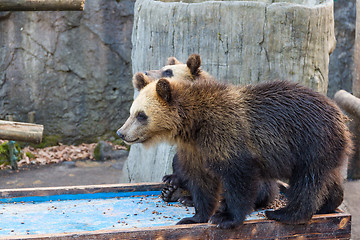 Image showing Young bear in zoo park