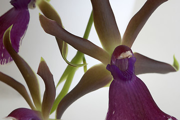 Image showing Cattleya, Orchid