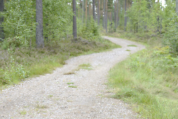 Image showing landscape with a path in the forest, blurred image