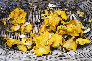 Image showing fresh chanterelles mushrooms in a basket