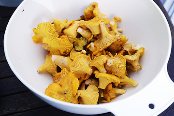 Image showing fresh chanterelle mushrooms in a plastic container