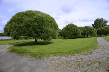 Image showing groomed coastal park with shorn trees