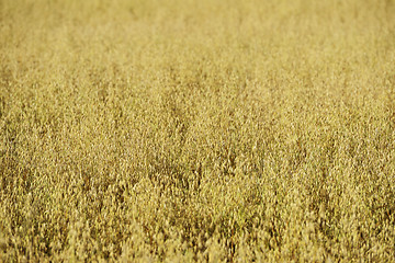 Image showing a rye crop, shallow depth of field