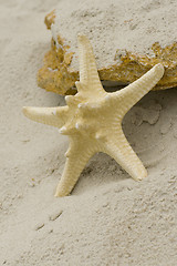 Image showing starfish and stone