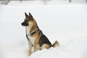 Image showing sheepdog sitting in the snow