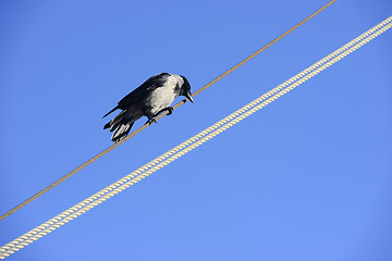 Image showing bird on the wire 