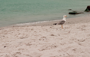 Image showing seagull