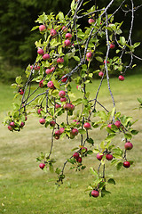 Image showing appletree branch with lots of apples