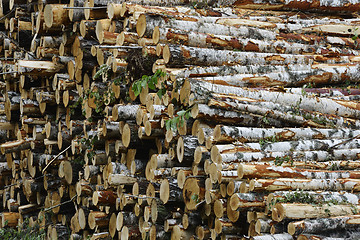 Image showing pile of felled birch tree trunks in the forest