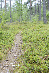 Image showing landscape with a path in the forest, blurred image