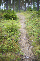 Image showing landscape with a path in the forest, blurred image