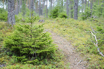 Image showing landscape with spruce in the forest