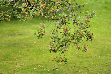 Image showing appletree branch with lots of apples